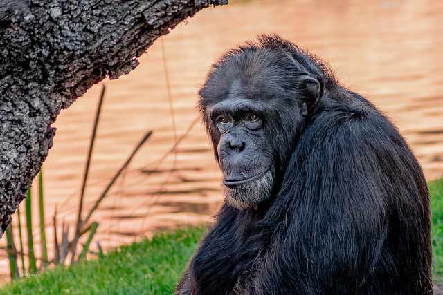 Alimentación de los primates: Chimpancé
