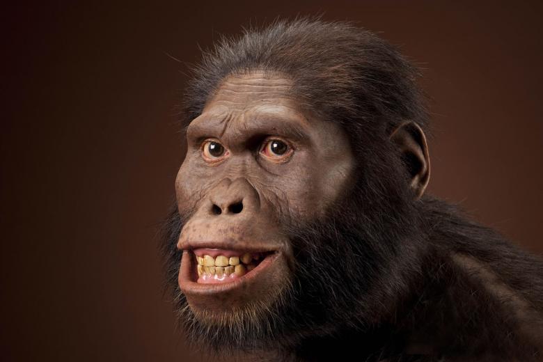 Alimentación del Australopithecus africanus