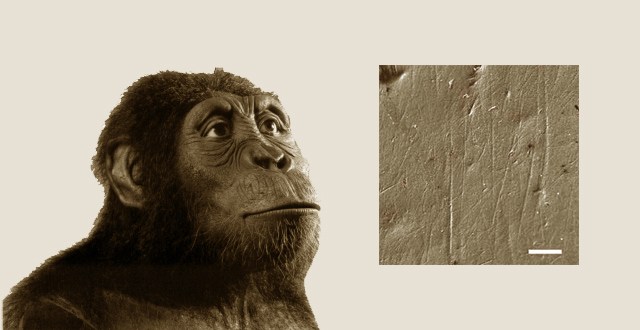 Alimentación del Australopithecus anamensis
