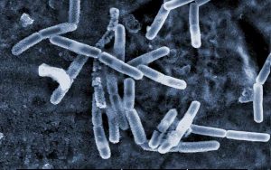 Propiedades antimicrobianas del ajo