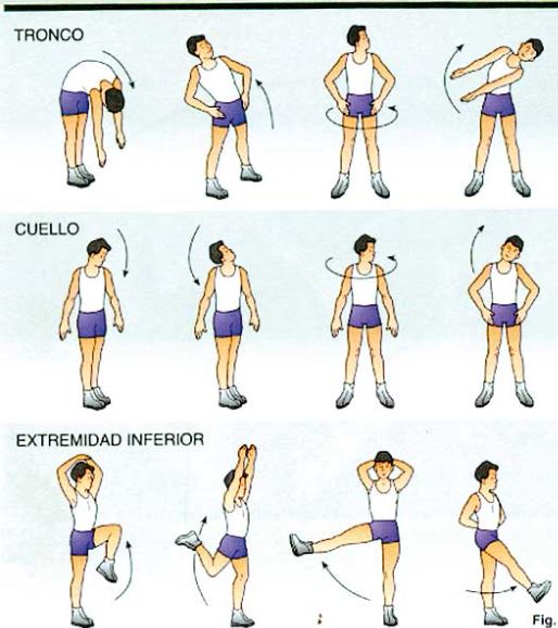 Movilidad músculo-articular