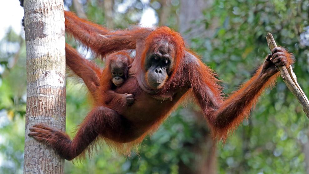 Los primates toleran mal los cambios ambientales. Su hábitat es restringido
