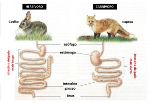 Comparativa de intestinos de un herbívoro y un carnívoro
