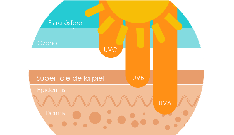 Alcance de las distintas longitudes de onda de la radiación ultravioleta