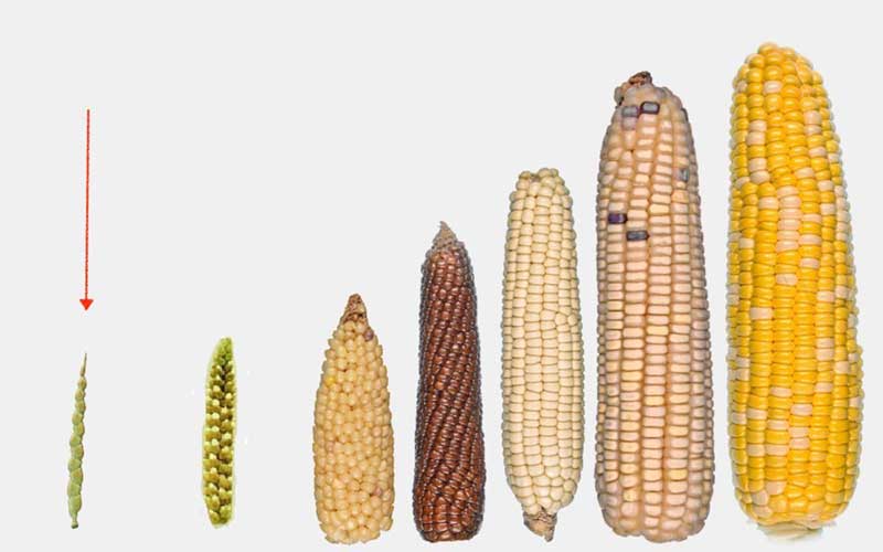 Transformación del maíz, alimento básico en la América neolítica