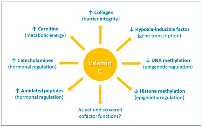 Funciones de la vitamina C