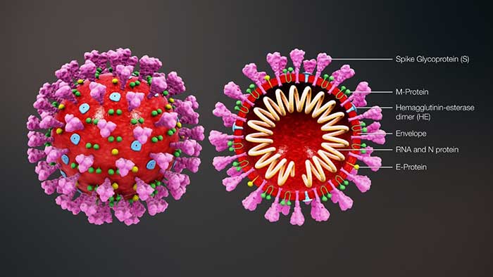 Un coronavirus