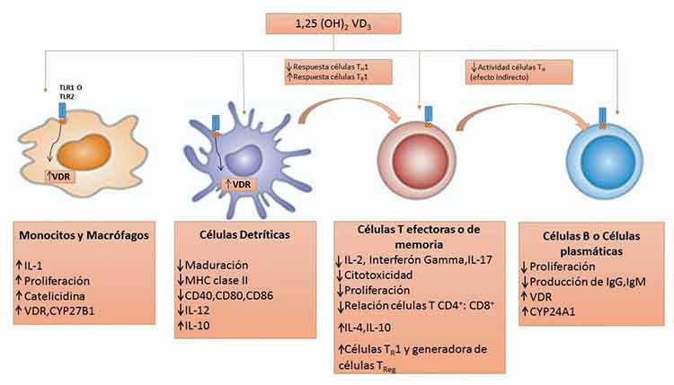 Efecto de la vitamina D en las células inmunes