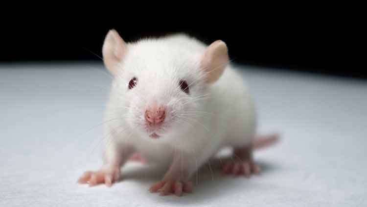 Reducción casi total de la capacidad reproductiva de ratones tras exposición prolongada a EMF