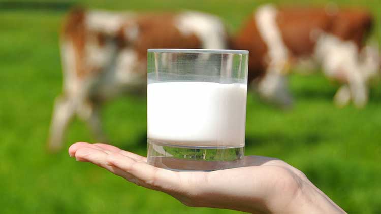 La leche y sus derivados, otro grupo de alimentos prohibidos en la dieta Seignalet